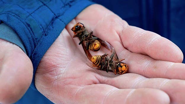 Officials confirmed they have found a dead Asian giant hornet near Seattle, but have yet to determine if it's part of a new population or a previous one.