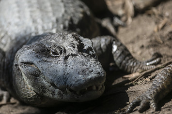 An alligator basks in the sun