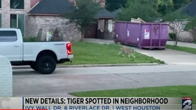 The Houston Police Department confirmed the Bengal tiger was found Saturday and appeared to be unharmed. Authorities say the investigation is ongoing.
