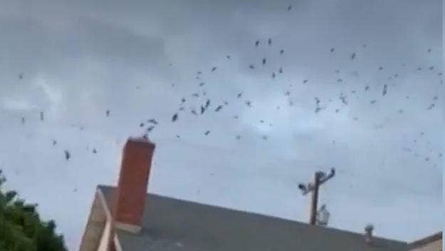 A family in Torrance, California had their home overrun last week by hundreds of migrating birds who found their way inside through the chimney.