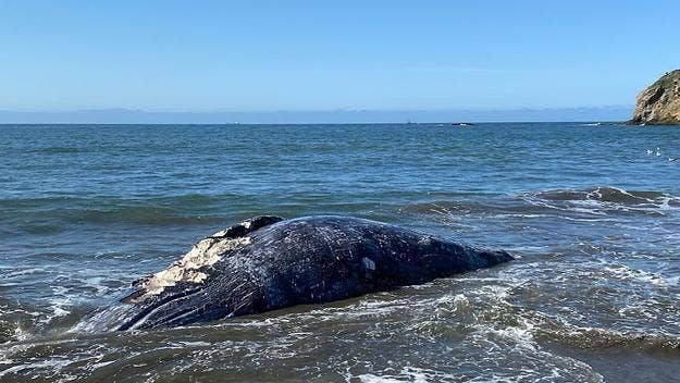 Scientists are concerned as four dead gray whales have washed ashore San Francisco Bay Area beaches in the last nine days with the first listed on Crissy Field.