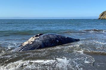 Gray Whales found dead in San Francisco