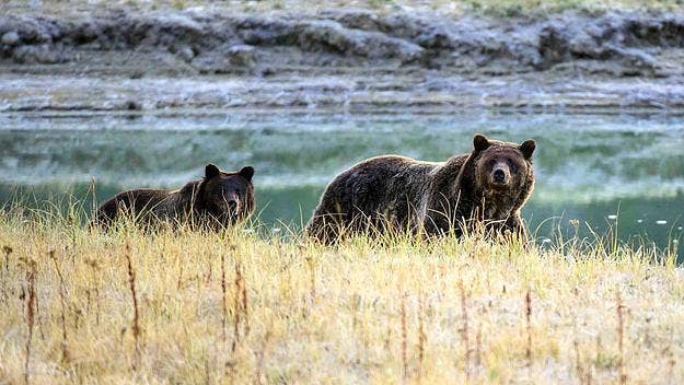 A Montana backcountry guide has died after a grizzly bear outside of Yellowstone National Park mauled him while it was defending a moose carcass.