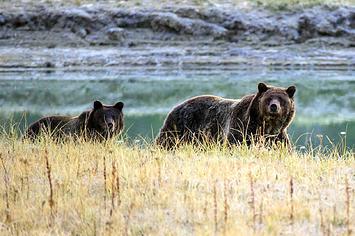 grizzly-attack-yellowstone