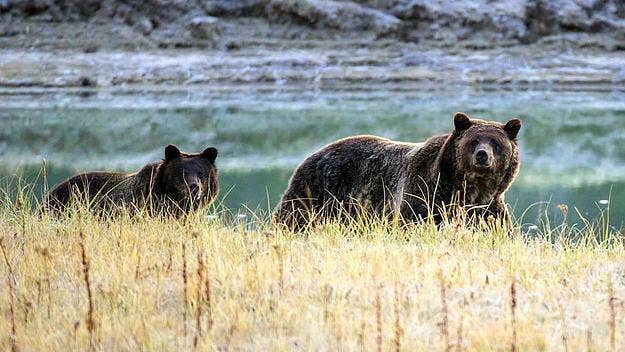 A Montana backcountry guide has died after a grizzly bear outside of Yellowstone National Park mauled him while it was defending a moose carcass.