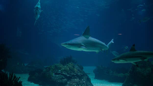 A man in New York has pleaded guilty to illegal possession of seven sandbar sharks and an endangered smalltooth sawfish following a search of his home. 