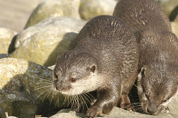 Asian small-clawed otter.