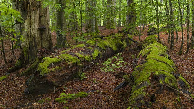 Although WWII ended more than 75 years ago, it’s still common to find forgotten or hidden munitions in Germany especially in towns near the country’s border.