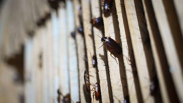 A restaurant in Taiwan was victim to a cockroach attack due to an alleged financial dispute with a notorious organized crime syndicate, Bamboo Union.