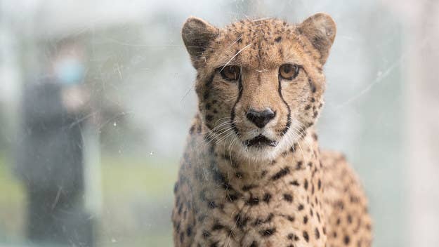 Fortunately, the cheetah attack wasn’t deadly. The zookeeper was discharged from a local Columbus hospital after being treated for their injuries.