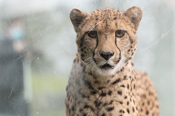 A cheetah can be seen behind a pane of glass in an enclosure