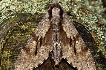 Large hawk moth