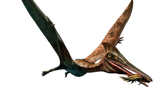 Researchers from England's Portsmouth University say the azhdarchid pterosaur, the largest flying creature to ever exist, had a neck longer than a giraffe's.