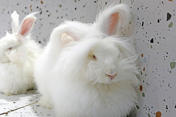 Angora rabbits are seen at the shop 'Rabbit Cafe.'