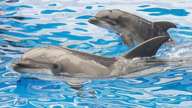 Scientists report that dolphins have developed a new fresh-water skin disease that causes their skin cells to take on water until they burst.