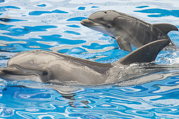 dolphins climatechange