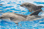 dolphins climatechange