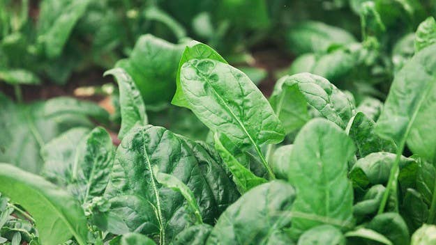 The report pulls from a 2016 paper focused on spinach's ability to help researchers in a variety of ways. More importantly, it's brought on some good tweets.