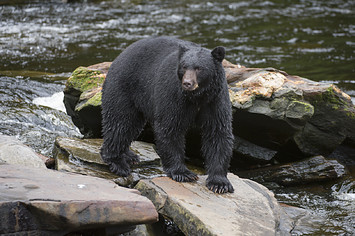 black bear alaska