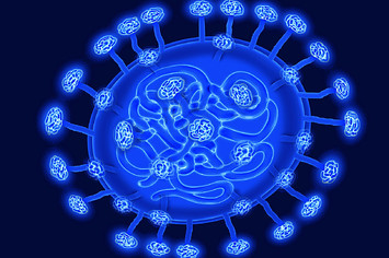Illustration of the human coronavirus.