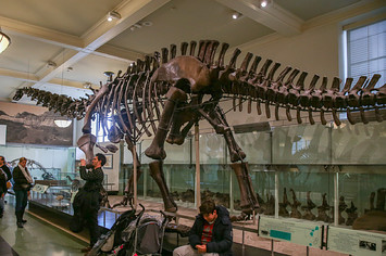 Titanosaur on display