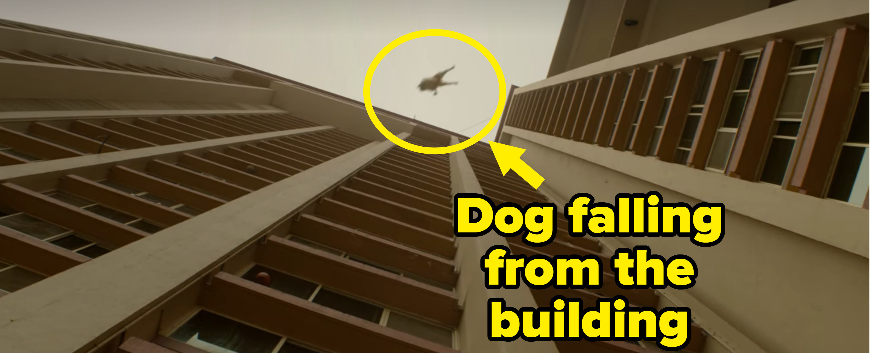 Dog falling from a building