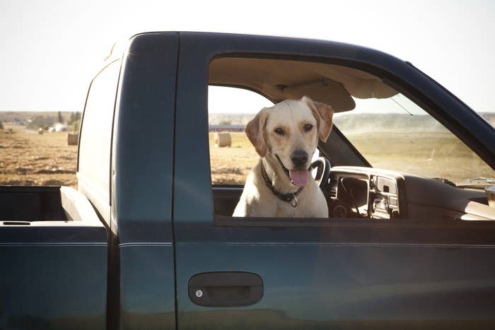 A dog in the passenger seat of a pick up truck.