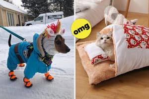 一只狗穿着独角兽sn /猫在日本风格的蒲团床上