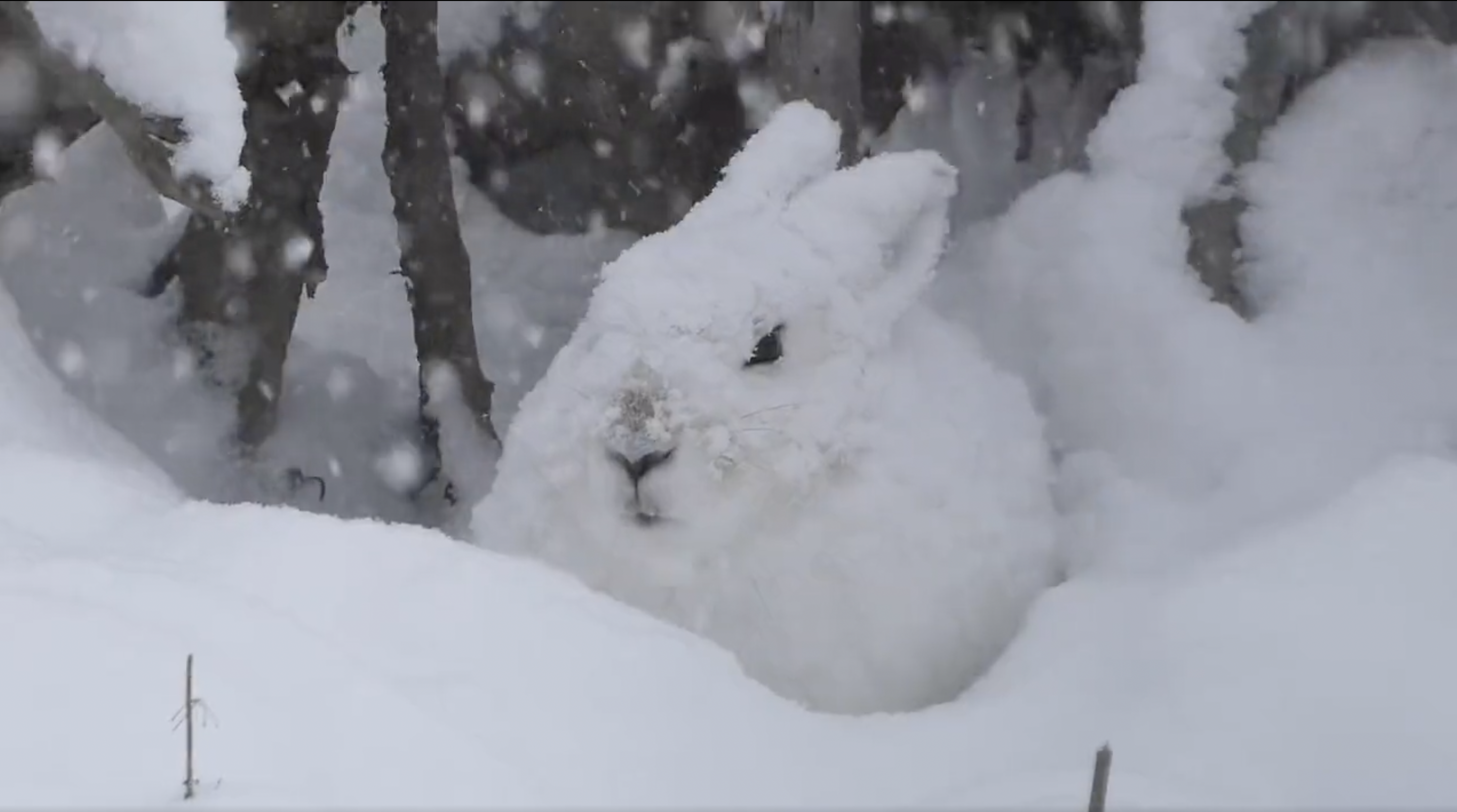Amazon.co.jp: 吉徳 雪うさぎ : -: おもちゃ