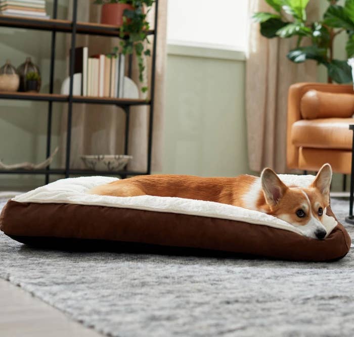 corgi sleeping in the dog bed