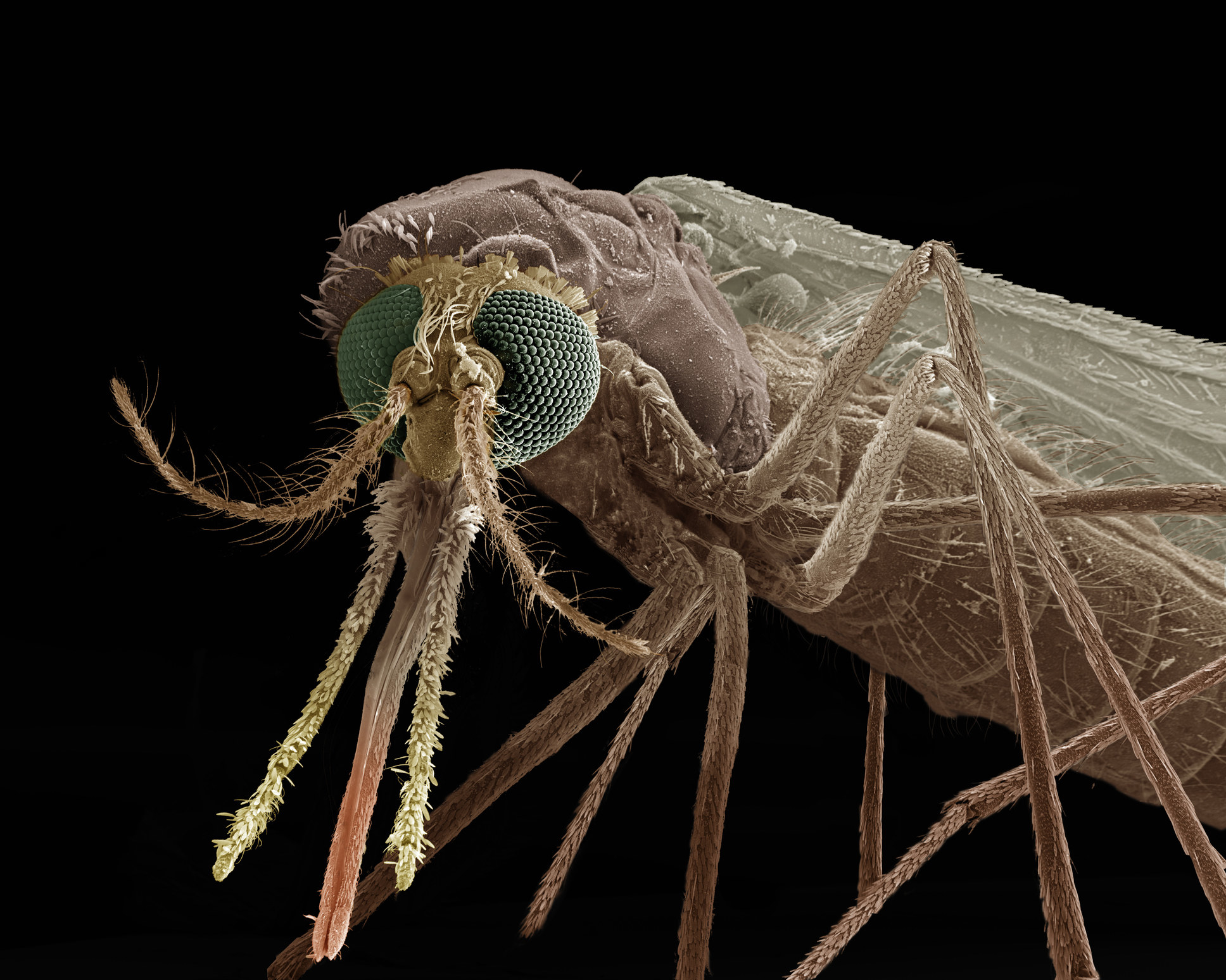 closeup of a mosquito