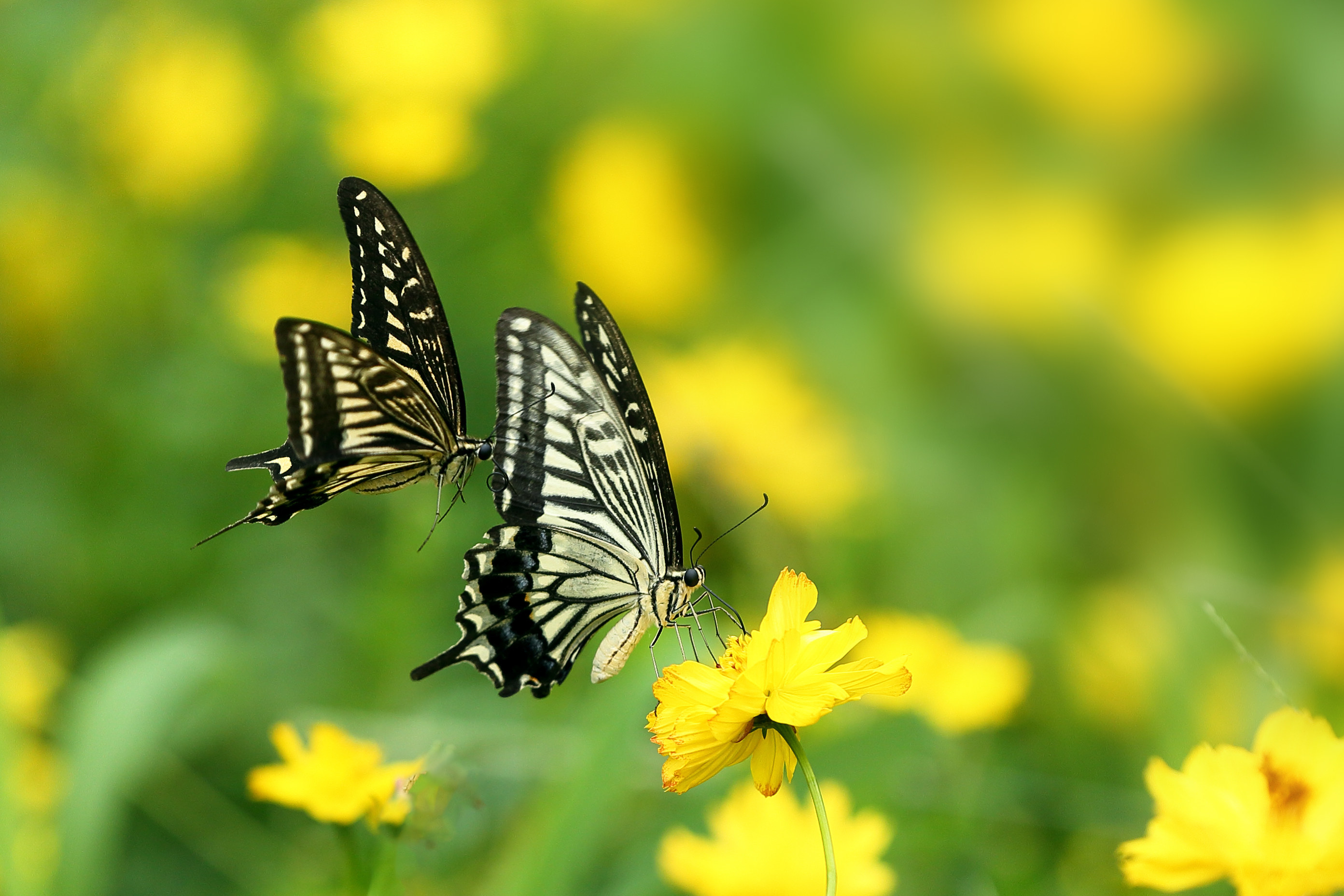 Closeup of butterflies