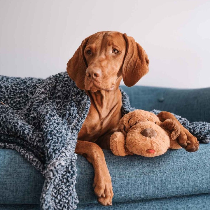 dog with the snuggle puppy
