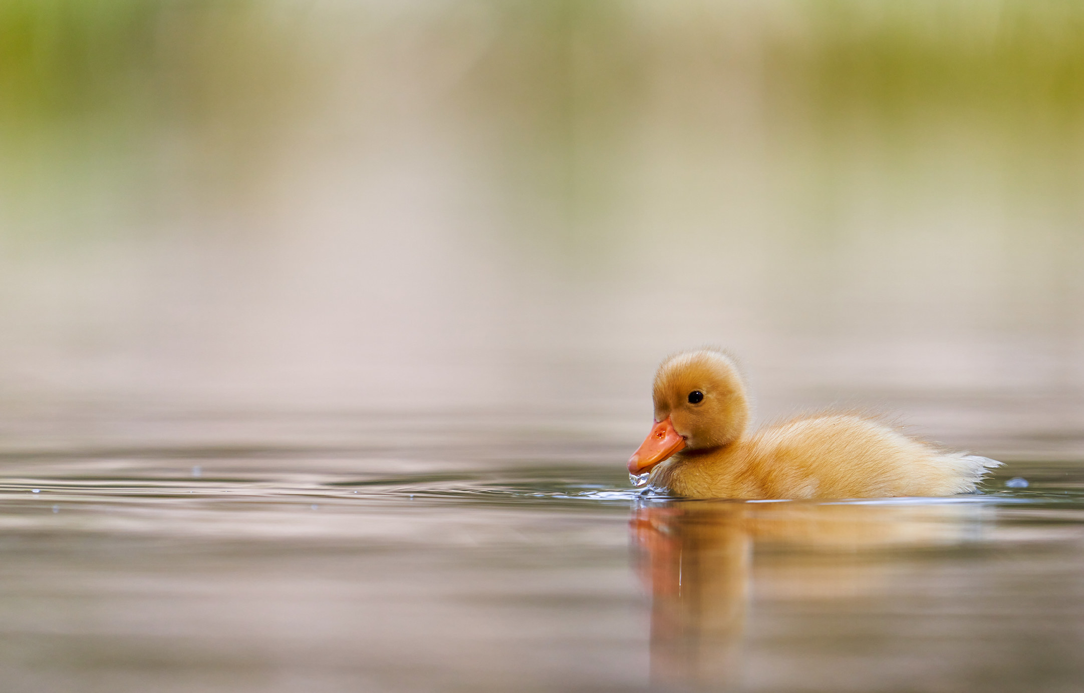 A duckling in the water