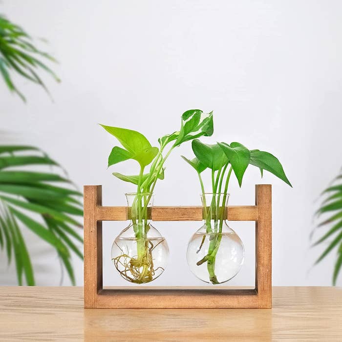 two glass vases in a wood stand holding plants