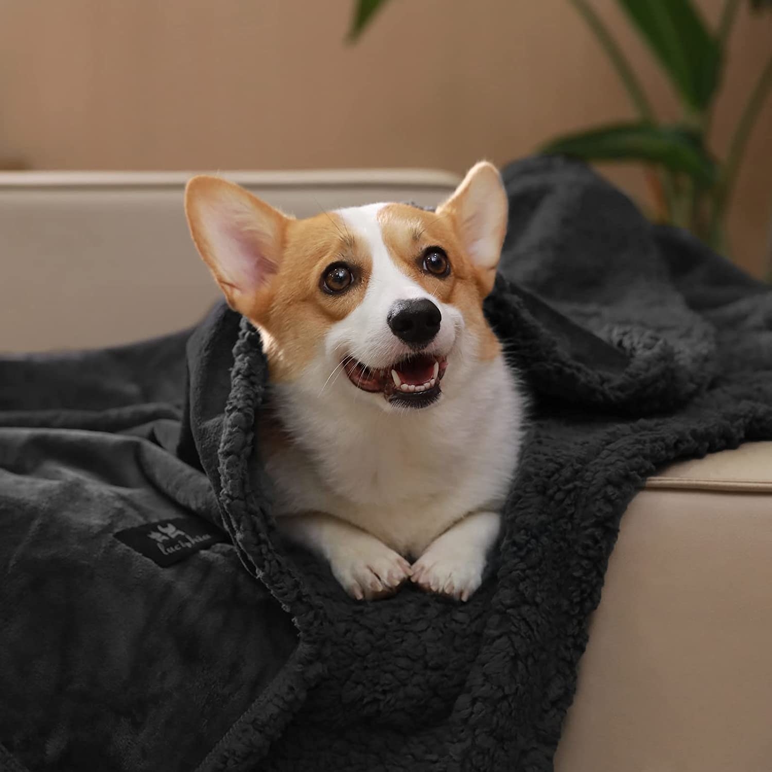 a corgi wrapped in the fuzzy blanket