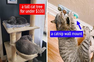 两只猫在猫树上小睡 /一只猫在猫网壁挂式上咀嚼