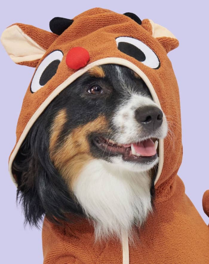 dog wearing the rudolph robe