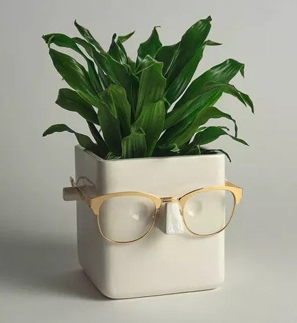 The container with as snake plant and gold glasses