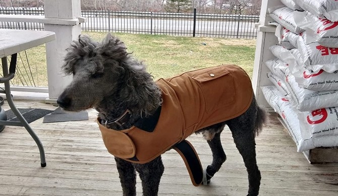 a reviewer&#x27;s dog wearing the carhartt coat