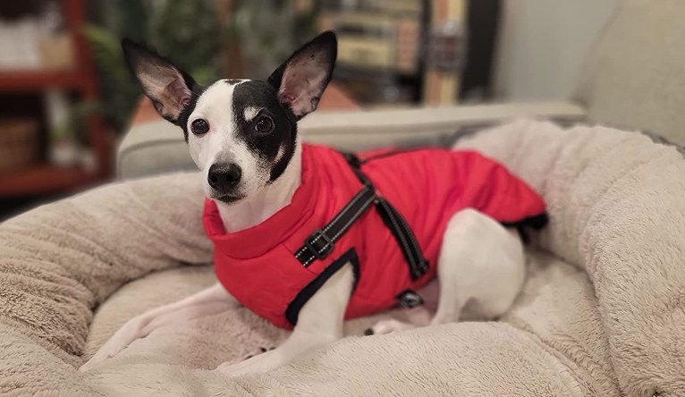 a reviewer&#x27;s dog wearing the red coat