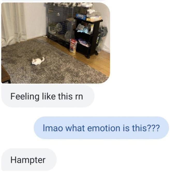 person who just sends a picture of a hampster to describe their mood