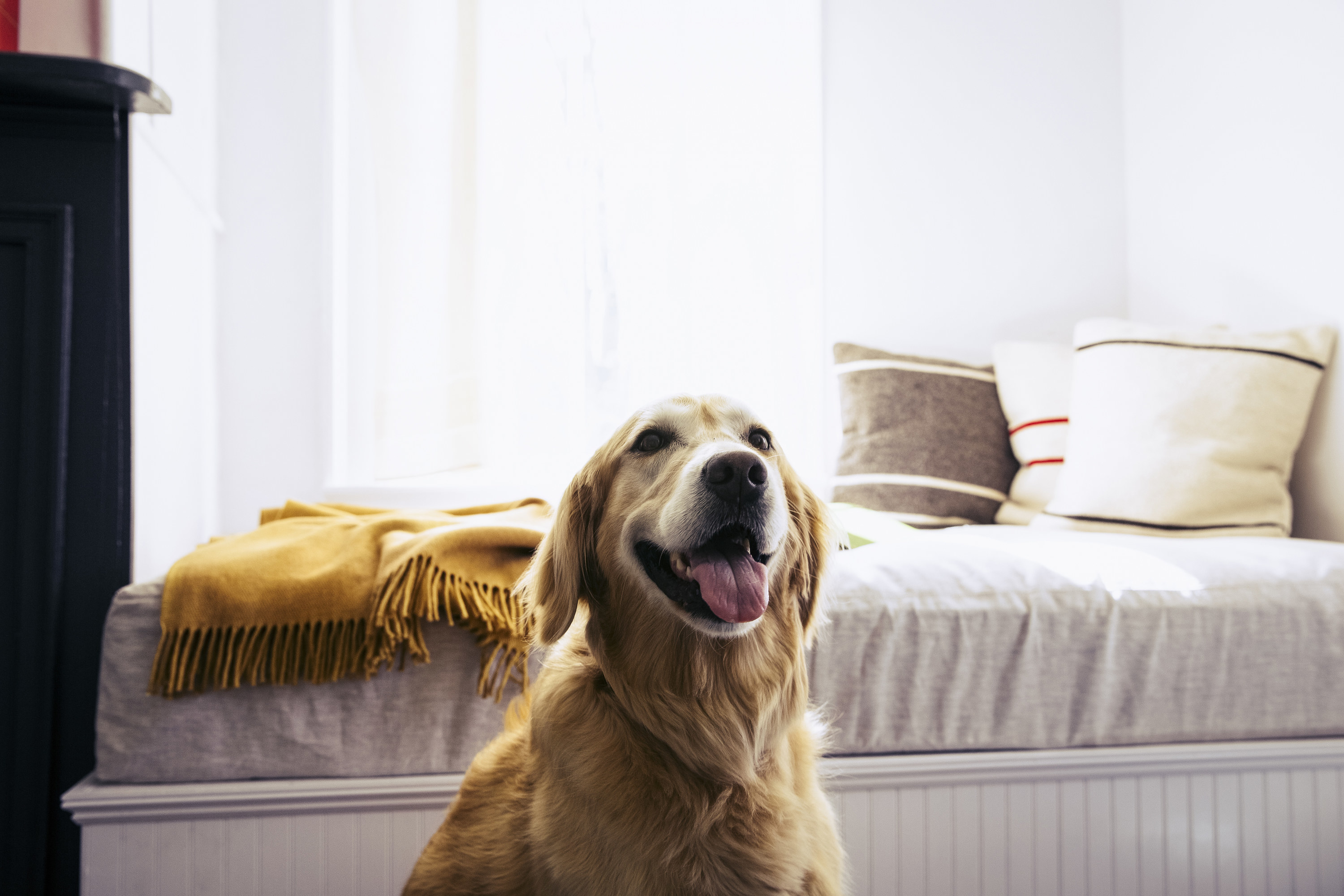 a dog in the bedroom