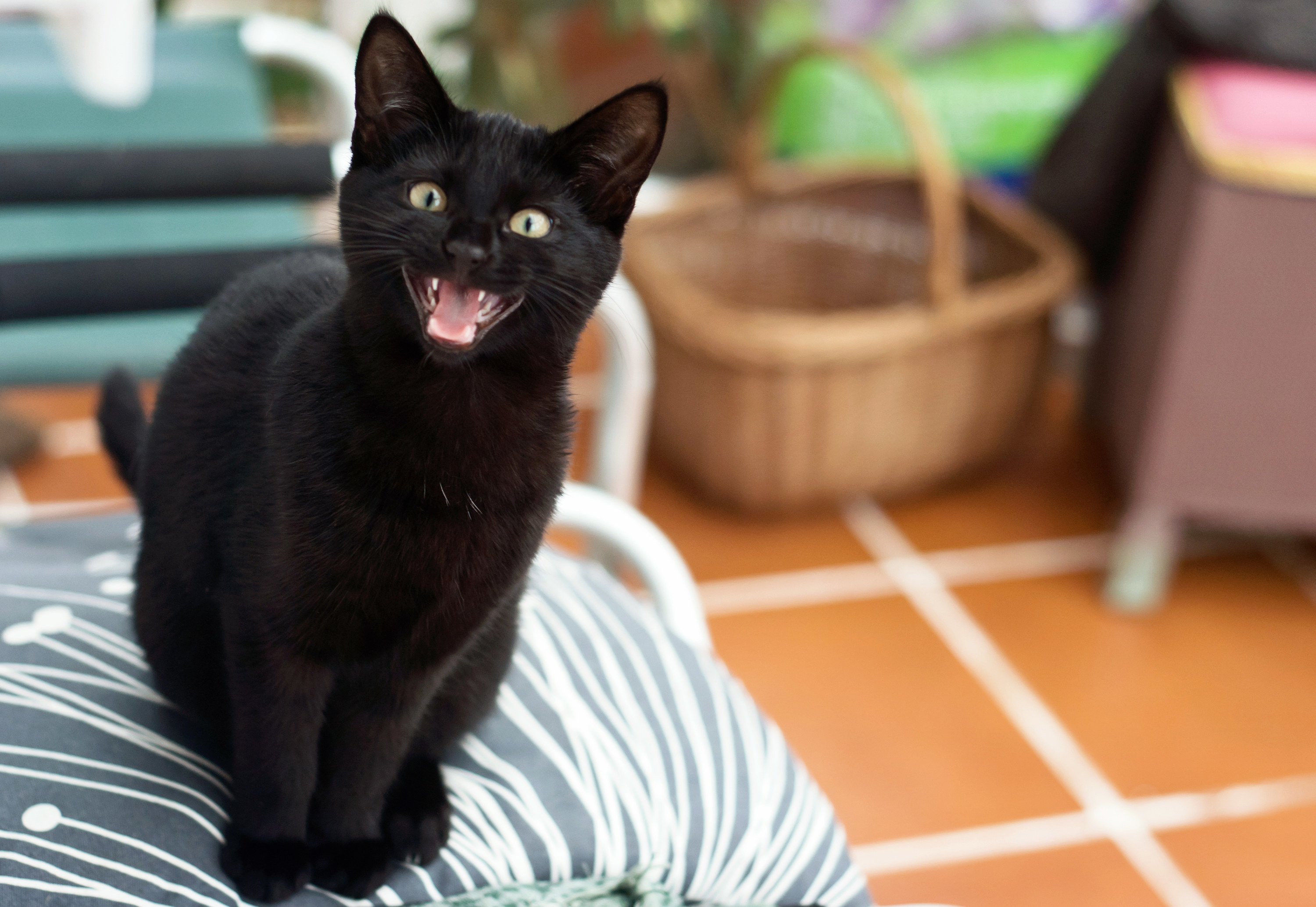 a black cat hissing