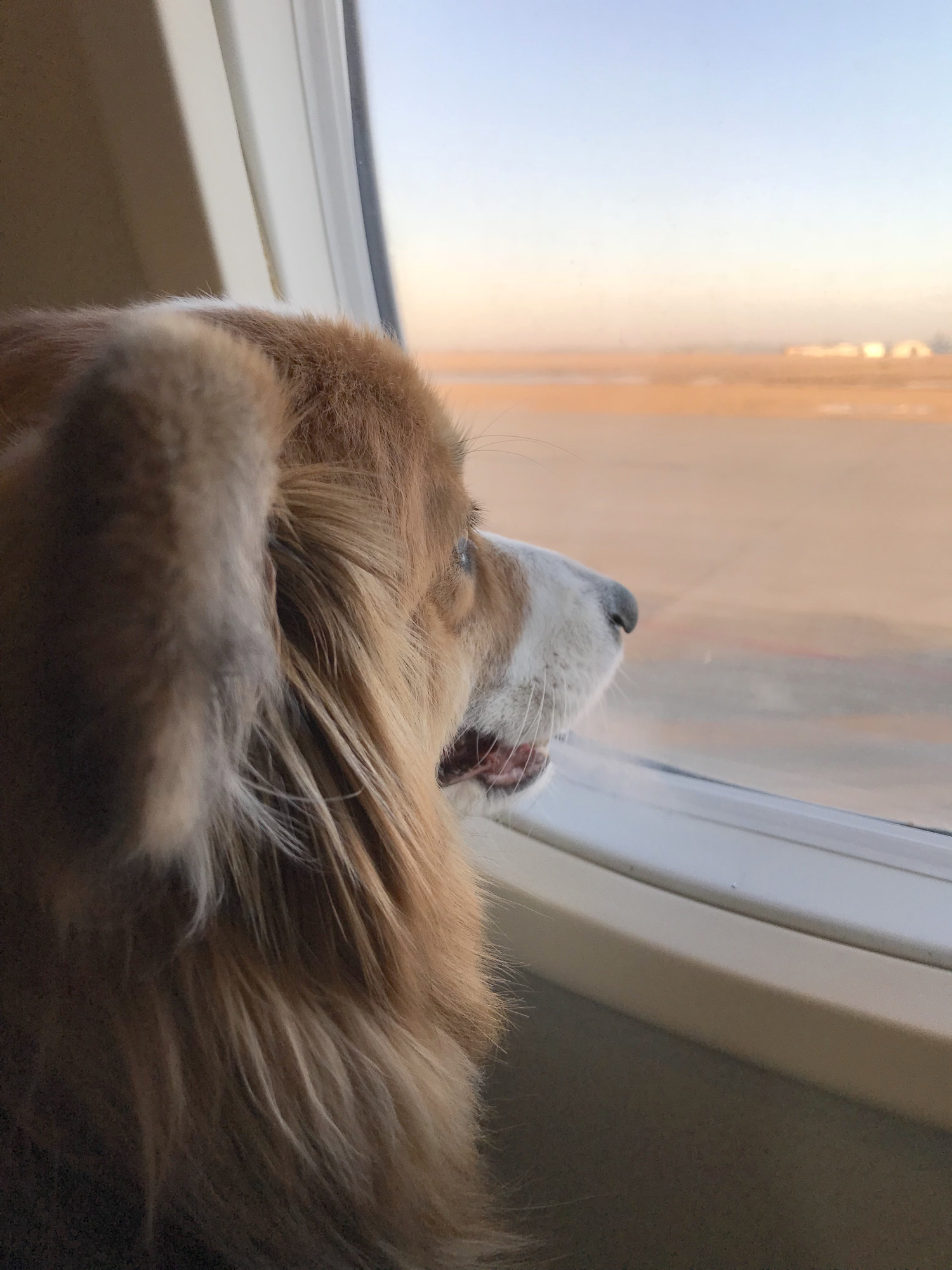 一只狗从飞机的窗口向外看