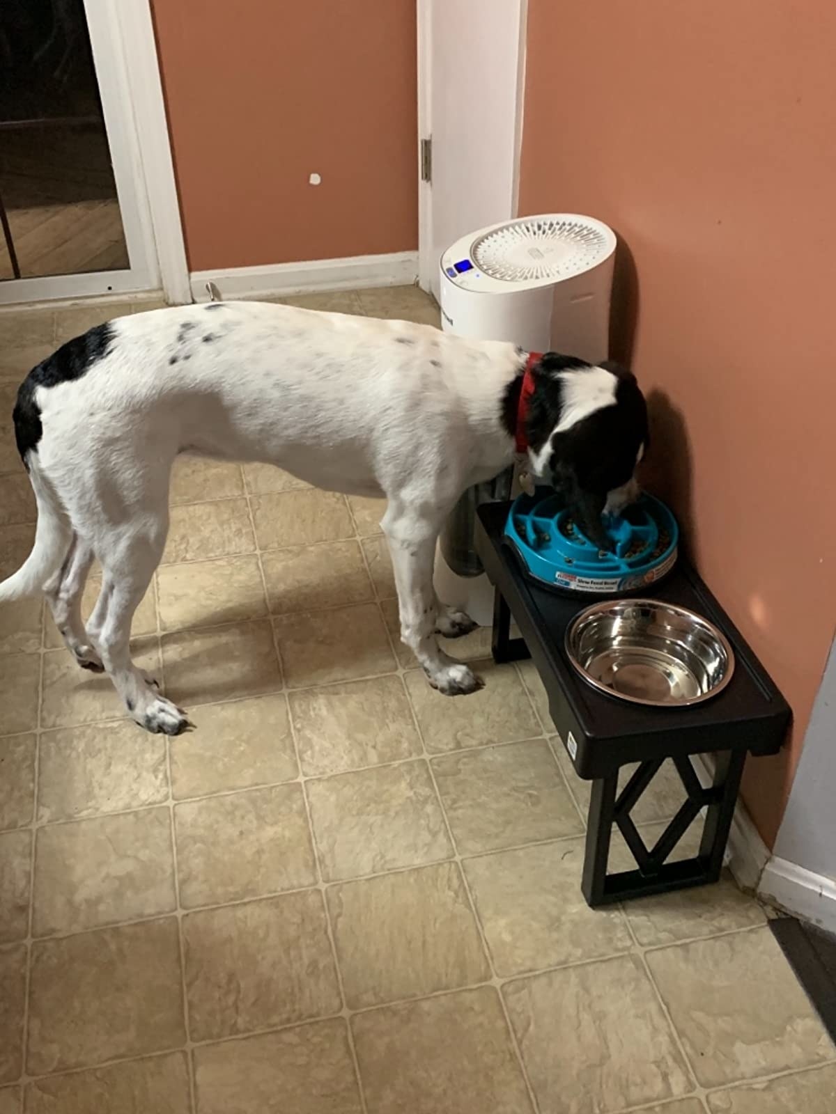 Reviewer&#x27;s dog enjoying the elevated food and water bowl