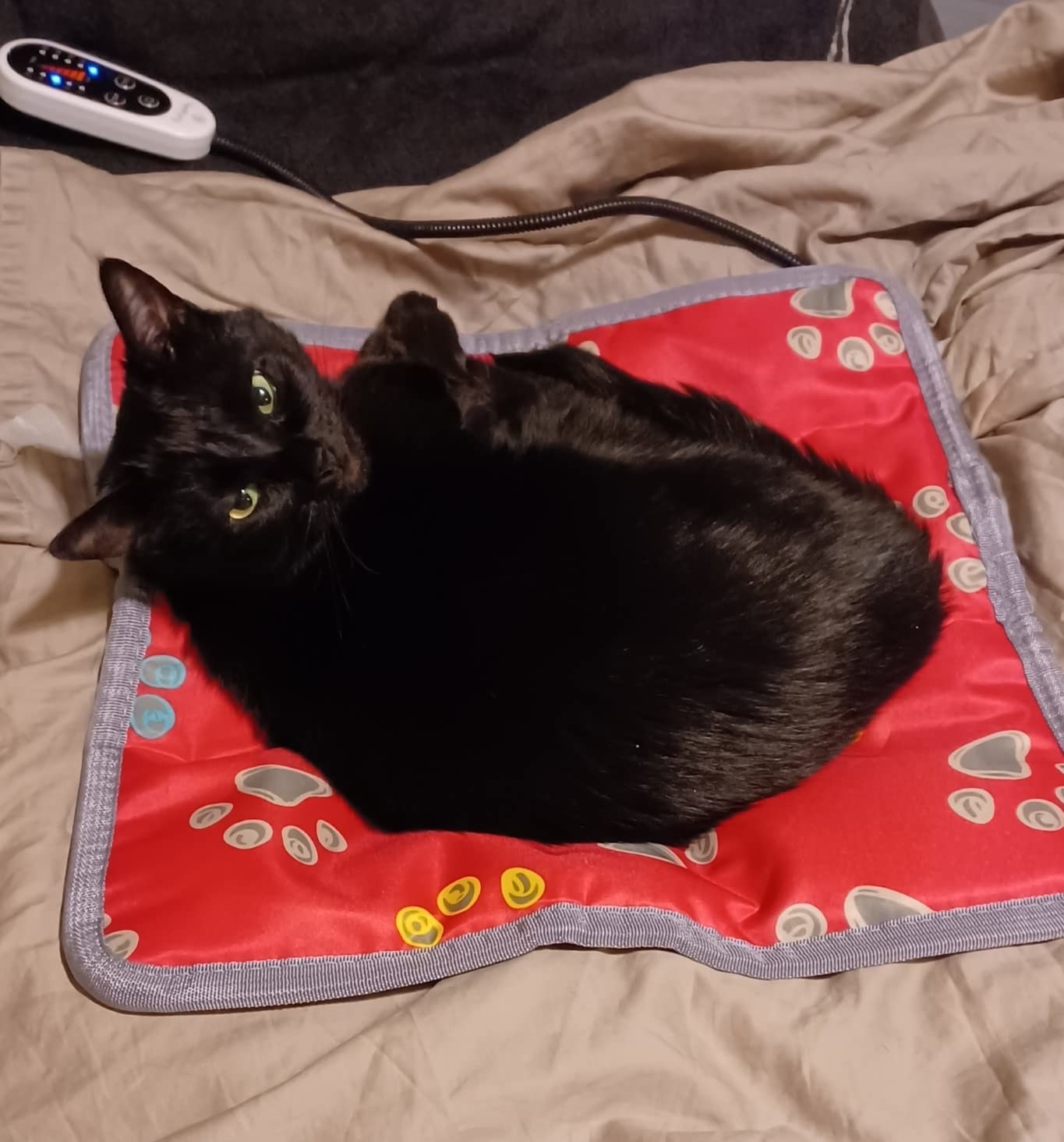 Review photo of cat enjoying the heating pad