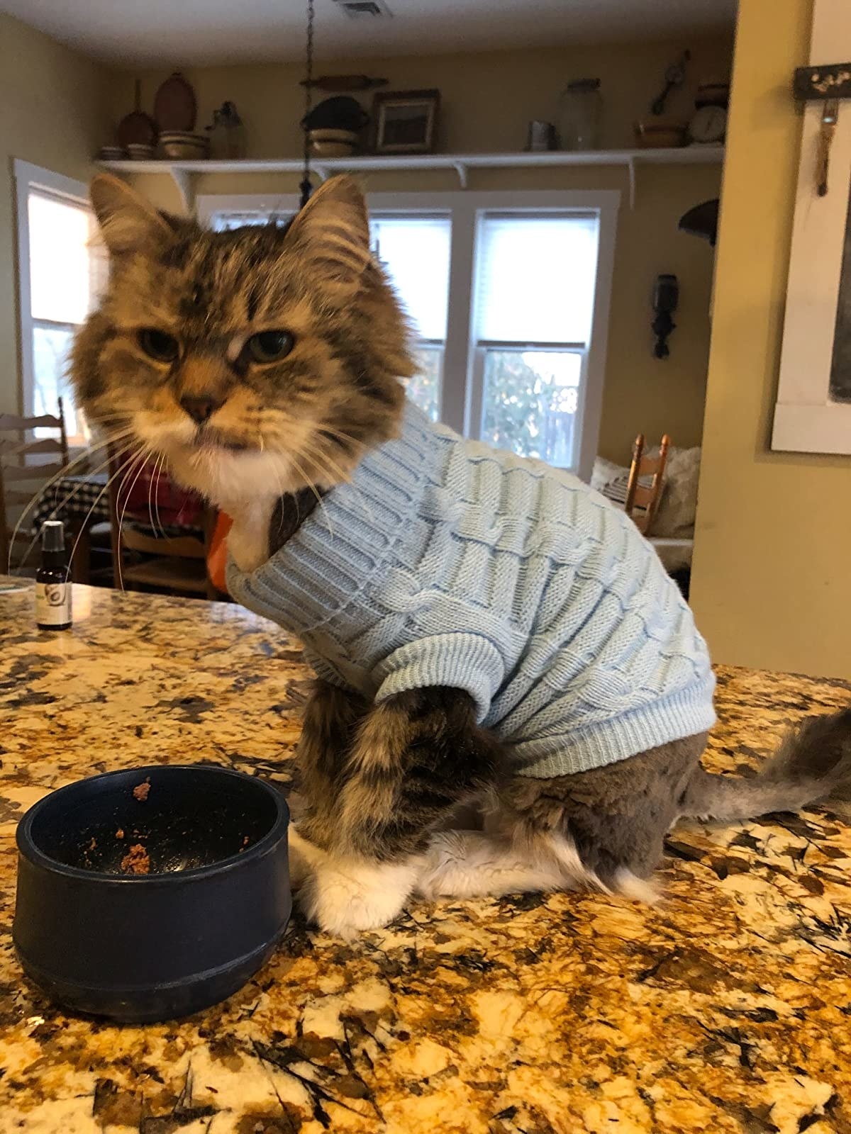 Review photo of cat wearing the blue sweater