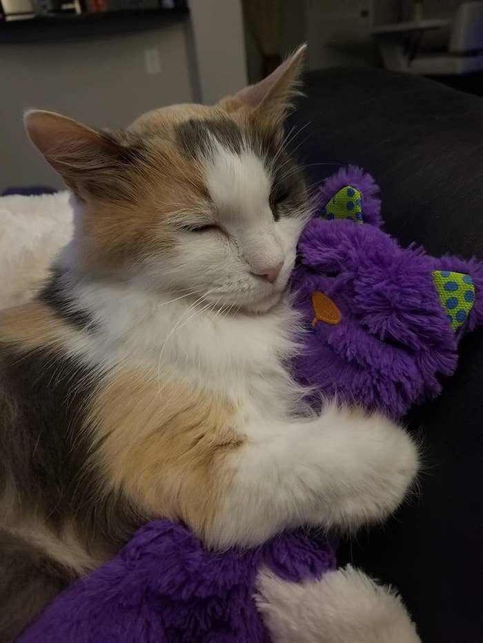 Review photo of cat enjoying the plush toy