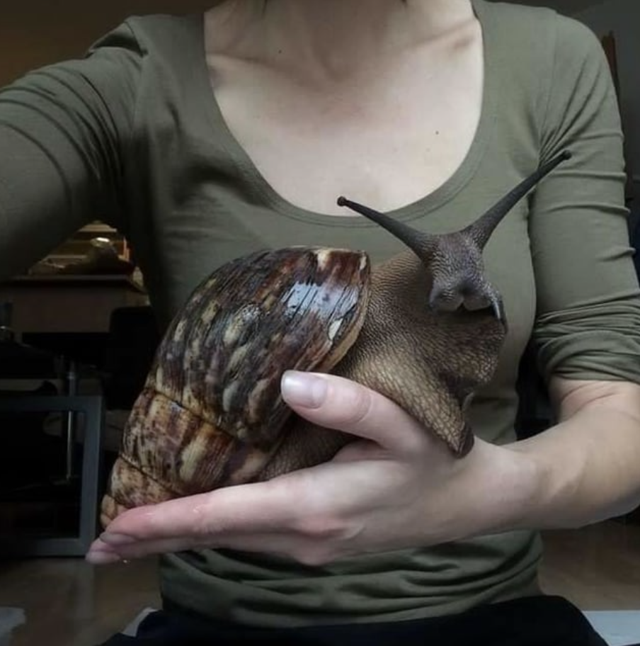 a large snail sitting in the hand of someone
